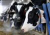 Canada’s dairy policy returns to the centre of US trade tensions