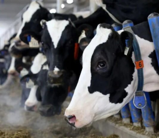 Canada’s dairy policy returns to the centre of US trade tensions