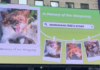China’s Animal Rights Campaign Moves Beyond Borders After Online Censorship