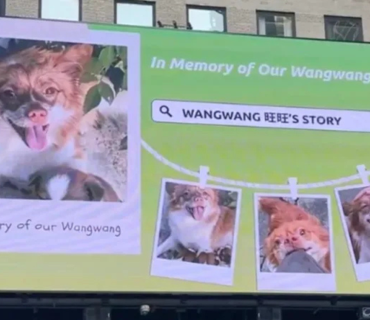 China’s Animal Rights Campaign Moves Beyond Borders After Online Censorship