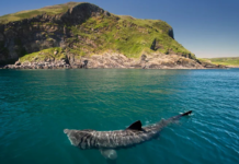Ireland’s Atlantic Coast Offers a Rare Glimpse of Ocean Giants