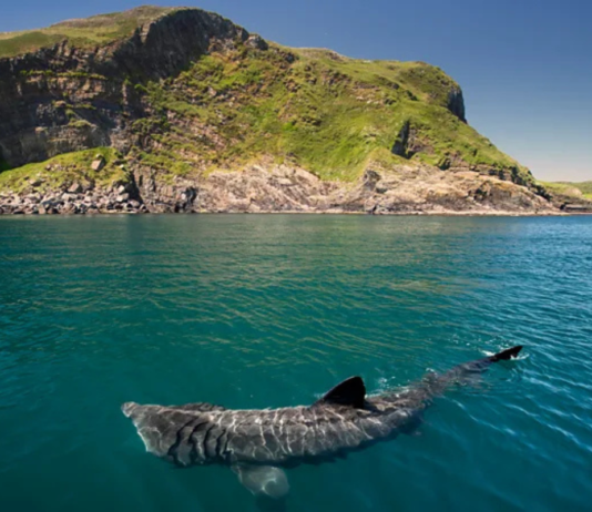 Ireland’s Atlantic Coast Offers a Rare Glimpse of Ocean Giants