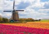Spring Brings the Netherlands’ Most Colorful Tradition to Life