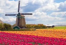 Spring Brings the Netherlands’ Most Colorful Tradition to Life